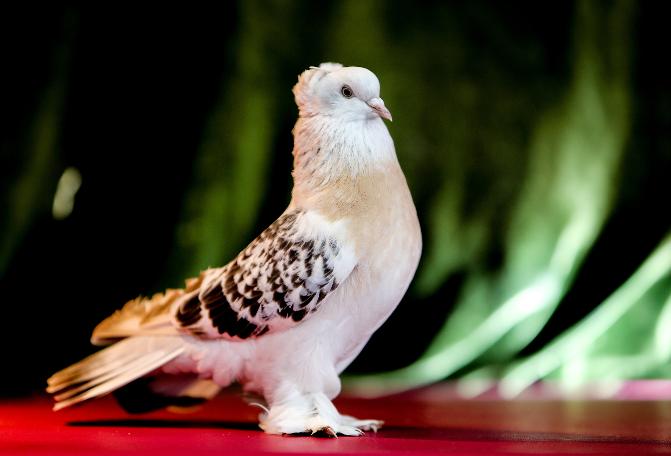 Otomobil fiyatına Şebap güvercini