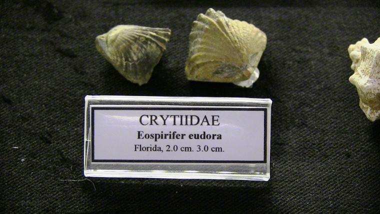 Müzede sergileniyordu, 460 milyon yıllık çıktı (18.01.2019)