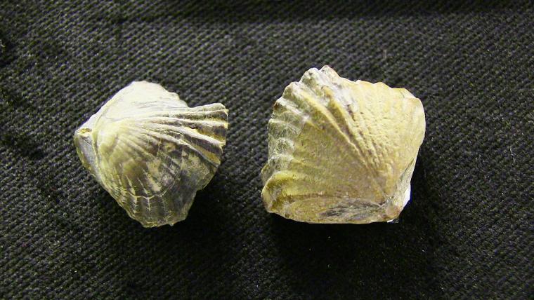 Müzede sergileniyordu, 460 milyon yıllık çıktı (18.01.2019)