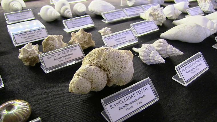 Müzede sergileniyordu, 460 milyon yıllık çıktı (18.01.2019)