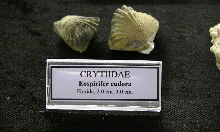 Müzede sergileniyordu, 460 milyon yıllık çıktı (18.01.2019)