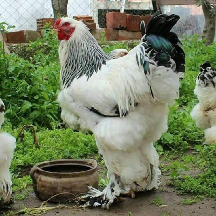 Yılda 200 bin TL kazanıyor