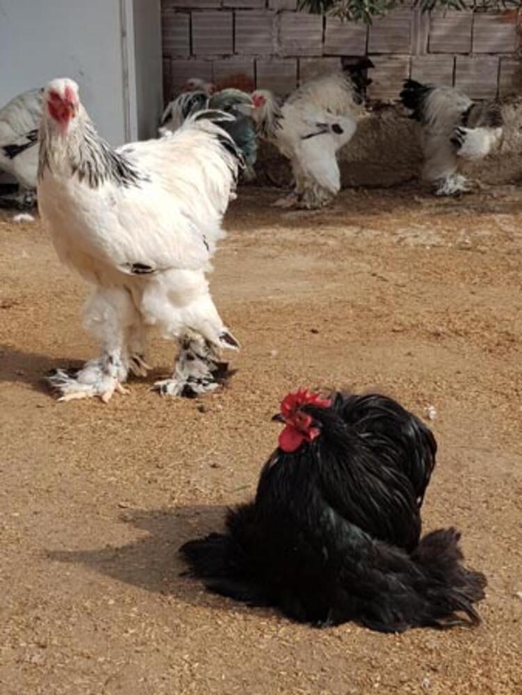 Yılda 200 bin TL kazanıyor