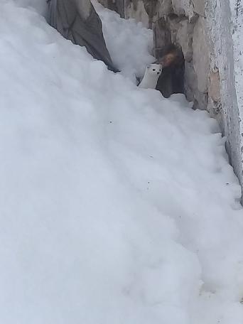 'Beyaz Gelincik' Tunceli'de görüntülendi