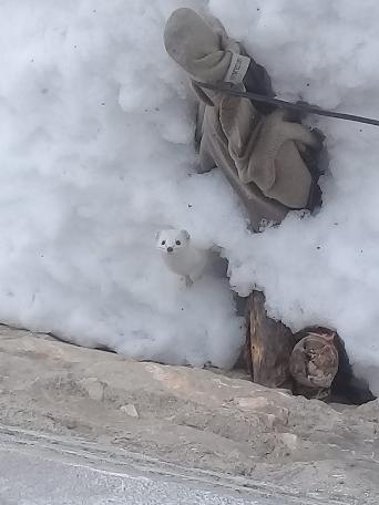 'Beyaz Gelincik' Tunceli'de görüntülendi