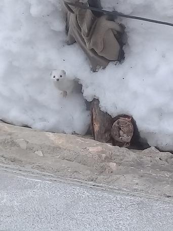 'Beyaz Gelincik' Tunceli'de görüntülendi