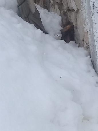 'Beyaz Gelincik' Tunceli'de görüntülendi