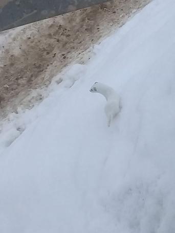 'Beyaz Gelincik' Tunceli'de görüntülendi