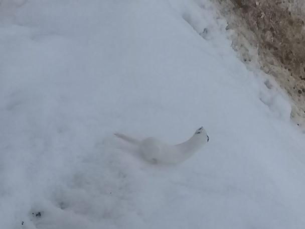 'Beyaz Gelincik' Tunceli'de görüntülendi