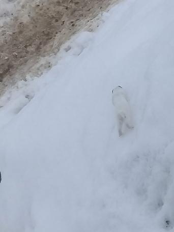 'Beyaz Gelincik' Tunceli'de görüntülendi