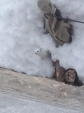 'Beyaz Gelincik' Tunceli'de görüntülendi