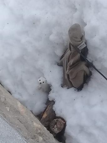 'Beyaz Gelincik' Tunceli'de görüntülendi