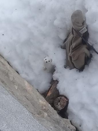 'Beyaz Gelincik' Tunceli'de görüntülendi