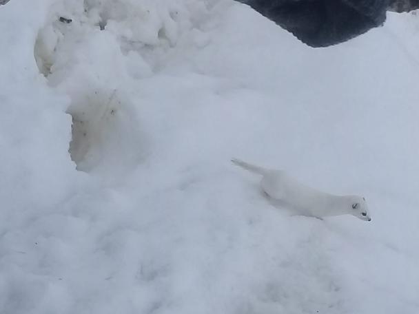 'Beyaz Gelincik' Tunceli'de görüntülendi