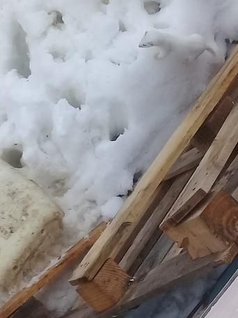 'Beyaz Gelincik' Tunceli'de görüntülendi