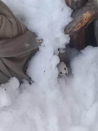 Beyaz gelinciğin sırrı ortaya çıktı