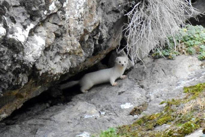 Beyaz gelinciğin sırrı ortaya çıktı