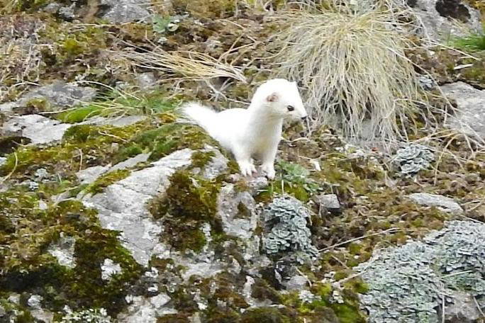 Beyaz gelinciğin sırrı ortaya çıktı