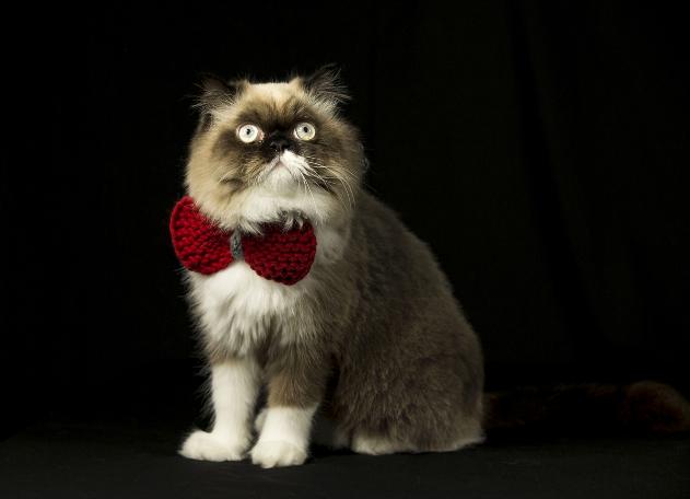 Objektiflere poz veren süslü kediler