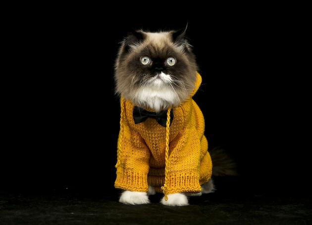 Objektiflere poz veren süslü kediler