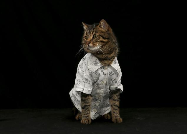 Objektiflere poz veren süslü kediler