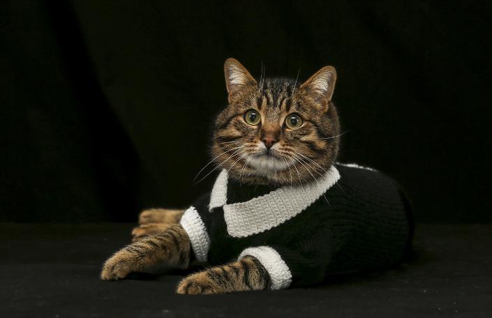 Objektiflere poz veren süslü kediler