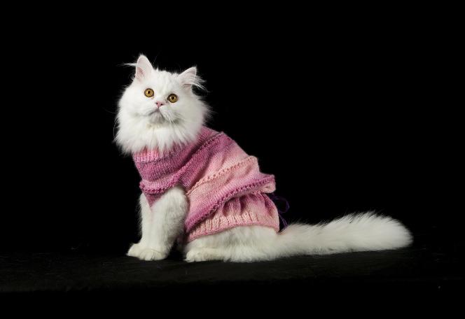 Objektiflere poz veren süslü kediler