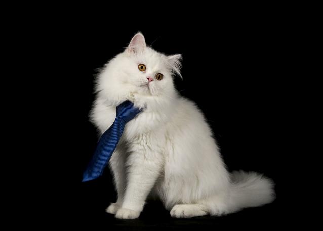 Objektiflere poz veren süslü kediler