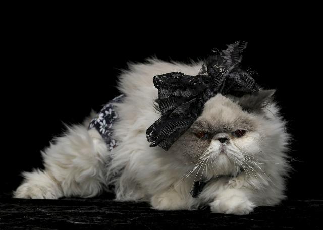 Objektiflere poz veren süslü kediler