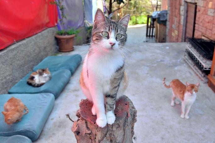 75 kedisi ile birlikte yaşıyor