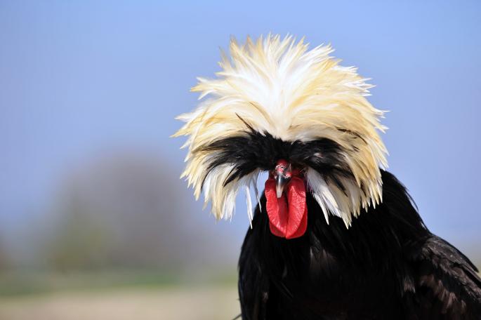 'Rahibe fizan' güzellik yarışmalarının gözdesi