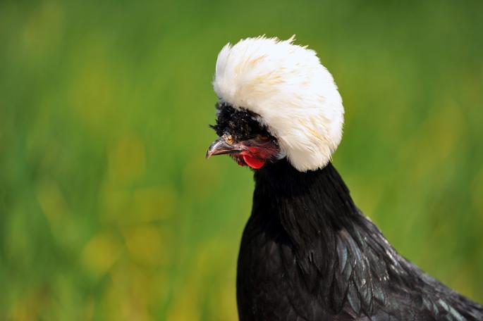 'Rahibe fizan' güzellik yarışmalarının gözdesi