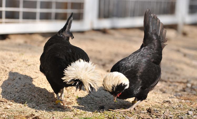 'Rahibe fizan' güzellik yarışmalarının gözdesi