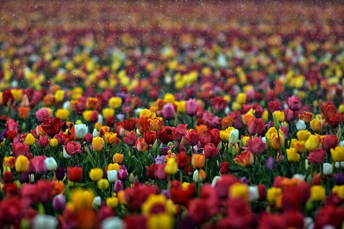 Konya Ovası'na ziyaretçi akını