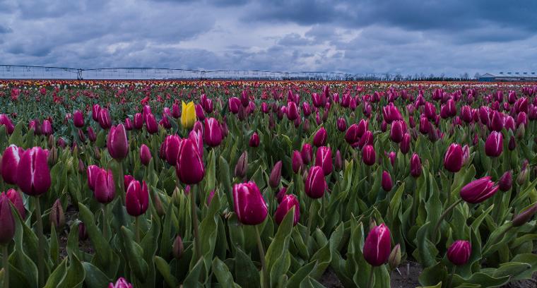 Konya Ovası'na ziyaretçi akını