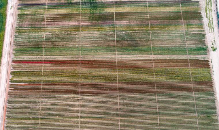 Konya Ovası'na ziyaretçi akını