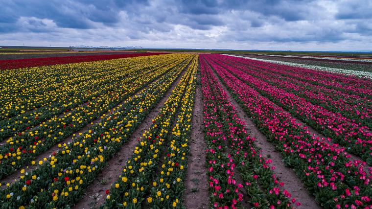 Konya Ovası'na ziyaretçi akını