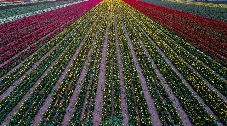 Konya Ovası'na ziyaretçi akını