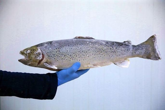 Kansere davetiye çıkaran 14 yiyecek!