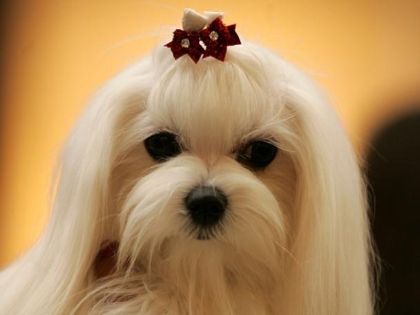 En çok istenen 10 mobil uygulama