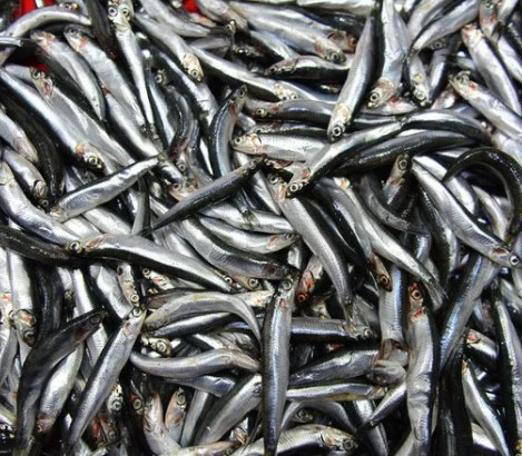 Sperm kalitesini artıran besinler!