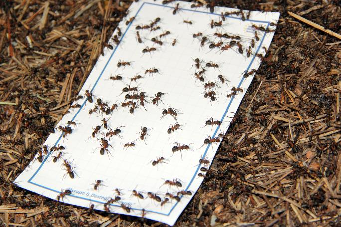 Karıncaları zarar vermeden evden kovabilmeniz için ucuz ve doğal 5 yöntem