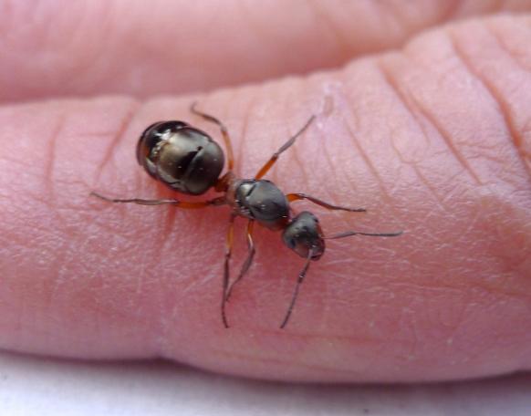 Karıncaları zarar vermeden evden kovabilmeniz için ucuz ve doğal 5 yöntem