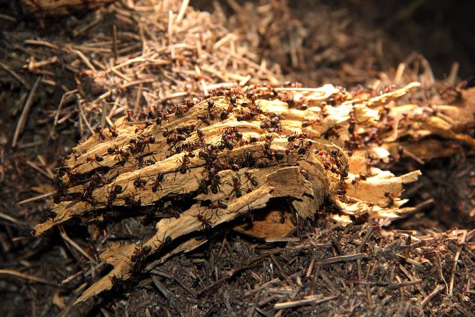 Karıncaları zarar vermeden evden kovabilmeniz için ucuz ve doğal 5 yöntem