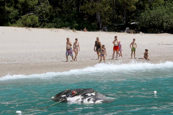 Fethiye'de ölü balina karaya vurdu!