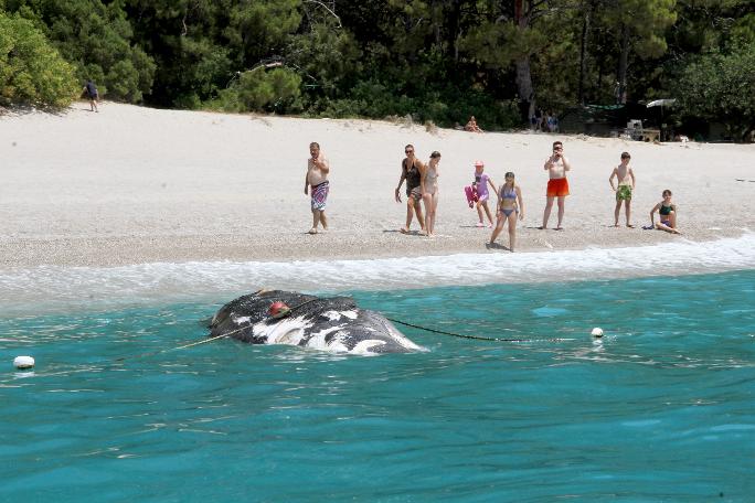 Fethiye'de ölü balina karaya vurdu!