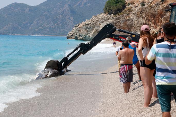 Fethiye'de ölü balina karaya vurdu!