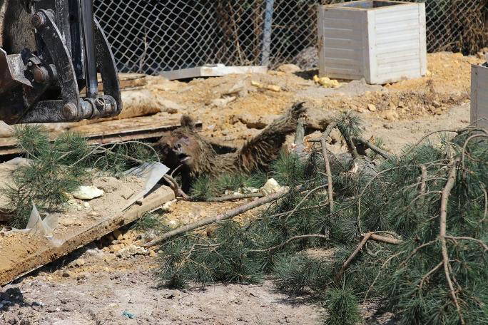 Yürek sızlatan görüntü (24.07.2019)