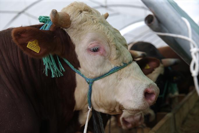 İstanbul'da kurban satışları başladı