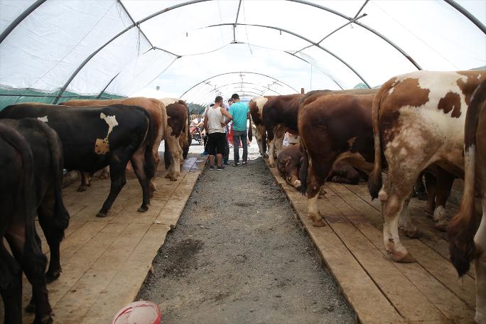 İstanbul'da kurban satışları başladı
